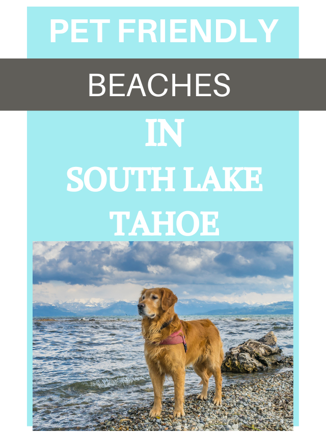 Dog Friendly Beaches in South Lake Tahoe