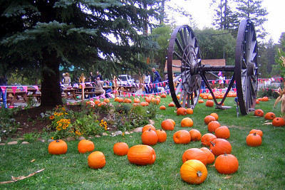 South Lake tahoe fall festivals photo shoiwing pumpkins and banners on grass